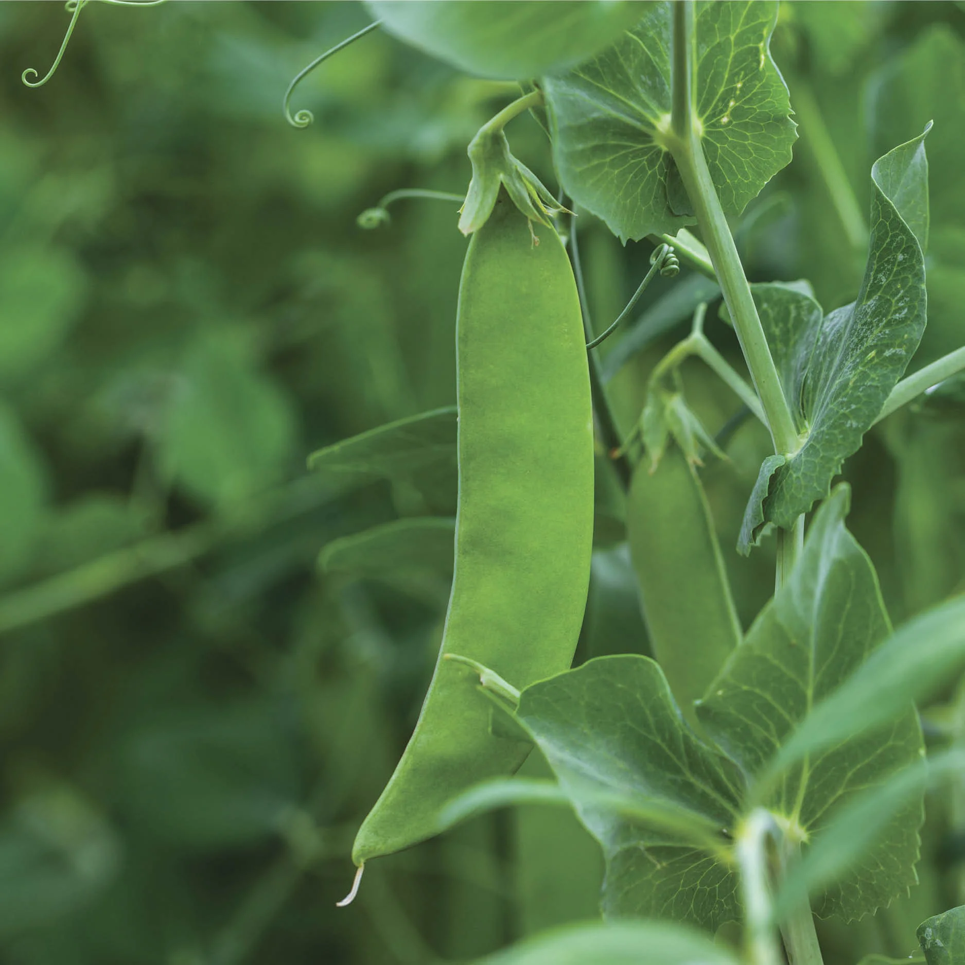 Snow Peas