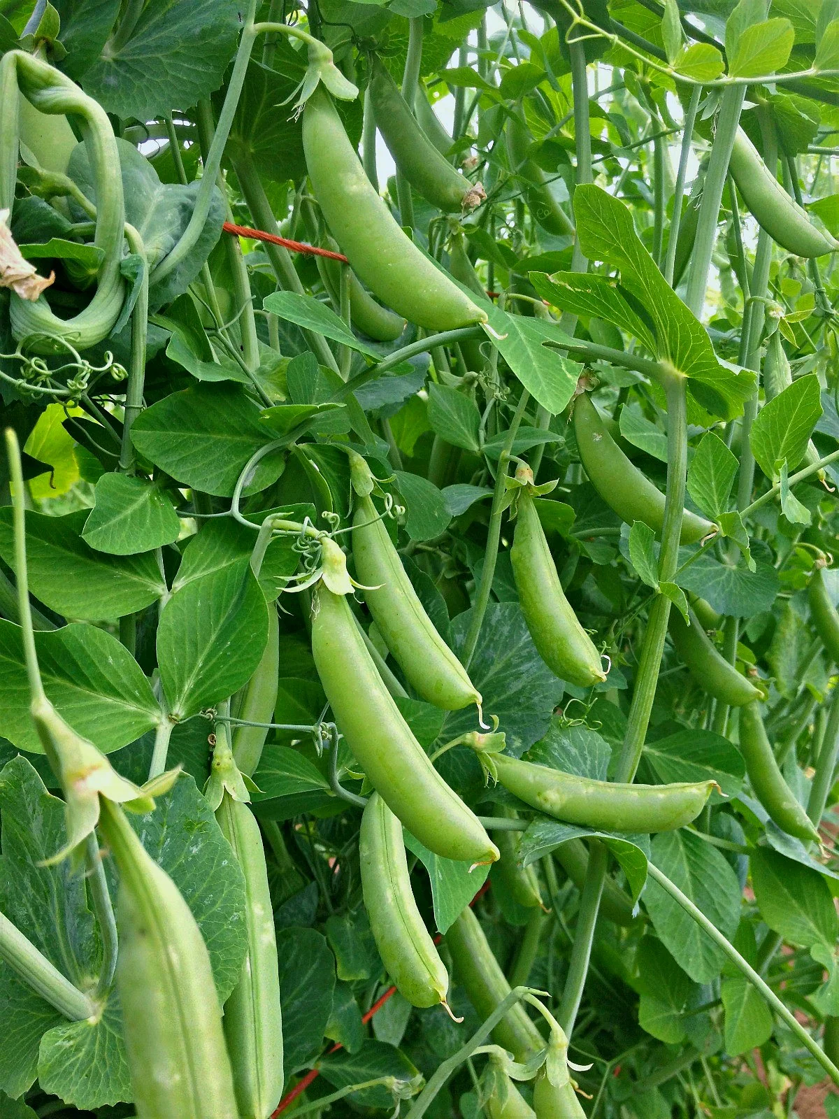 Sugar Snaps